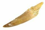 Fossil Plesiosaur (Zarafasaura) Tooth - Morocco #293225-1